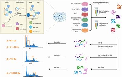 Research Progress on Mono-ADP-Ribosyltransferases in Human Cell Biology